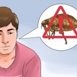 Livrar-se de pulgas em seu animal de estimação