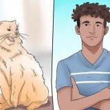 Impeça o seu gato de morder e arranhar