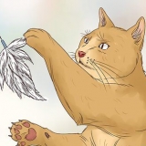 Deixe seu gato dormir com você