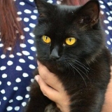 Colocando seu gato em um arnês