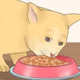 Faça seu gato feliz