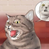 Fazendo seu gato parar de soprar