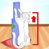 Ensinando seu gato a usar um arranhador