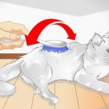 Mime o seu gato