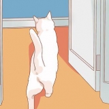 Incentivando seu novo gato a parar de se esconder