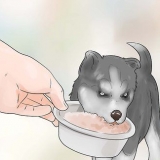 Treinando e cuidando do seu novo filhote de husky siberiano