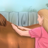 Deixe seu cavalo confiar e respeitá-lo