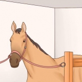 Cuidando do seu cavalo