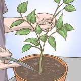 Podando sua planta de pimentão
