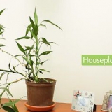Cuidando de suas plantas