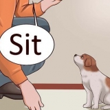 Ensinando seu cachorro a deitar
