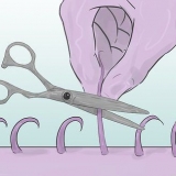 Raspe seus pelos pubianos