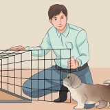 Treinando seu shih tzu
