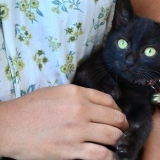 Lavando gatinhos jovens