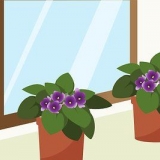 Cuidando das violetas do cabo