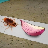 Pegando baratas