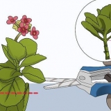 Crescendo kalanchoe