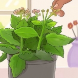 Poda de kalanchoe
