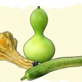 Cultivo de cabaças
