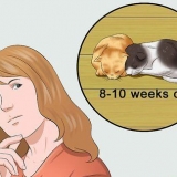 Gatinhos desmamados