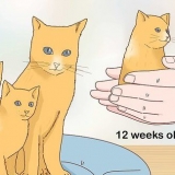 Separando gatinhos da mãe gata para adoção
