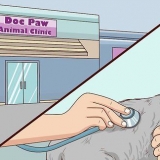 Verificando gatos para desidratação