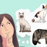 Criação de gatos