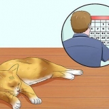 Ajudando os gatos a dormir na hora de dormir