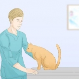Fazer com que os gatos parem de fazer xixi no tapete