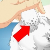 Verificando gatos para ácaros da orelha