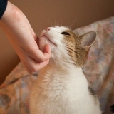 Criando gatos