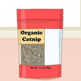 Dando catnip para seu gato