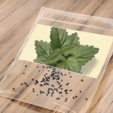 Catnip crescente