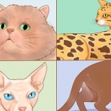 Reconhecer raças de gatos