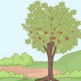 Plantando caroços de cereja