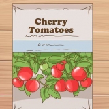 Crescendo tomates cereja