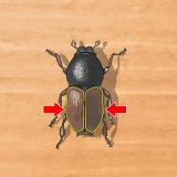 Identificando besouros