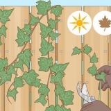 Cultivo de hera a partir de estacas