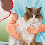 Identificando nódulos em seu gato