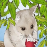 Mantendo o cuscuz fora do seu jardim