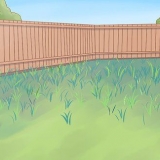 Cultivo de pepinos