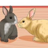 Acostumando os coelhos uns aos outros