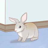Criando coelhos