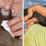 Tratamento da febre em cães