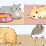 Reduzindo a febre em gatos