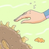 Protegendo os recifes de coral
