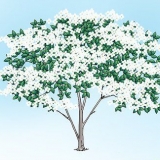 Poda de corniso