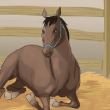 Tratamento da claudicação em cavalos