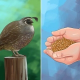Alimentando codornas