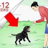 Treinamento de labradores retrievers